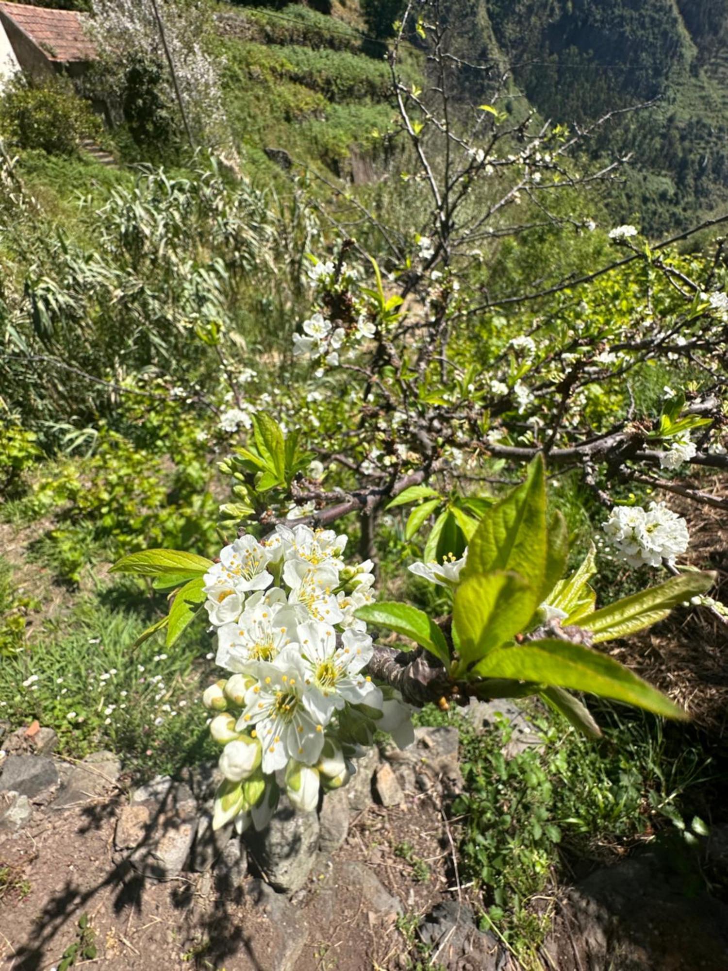 The Green Valley House São Vicente Dış mekan fotoğraf
